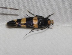 Limnaecia polycydista