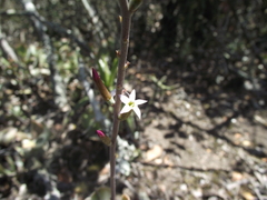 Adromischus sphenophyllus
