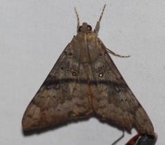 Oxyodes tricolor