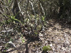 Adromischus sphenophyllus
