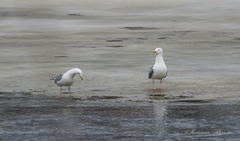Larus cachinnans