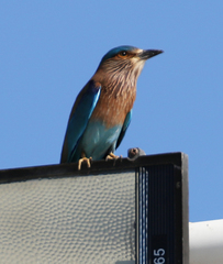 Coracias benghalensis
