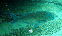 Nemadactylus douglasii