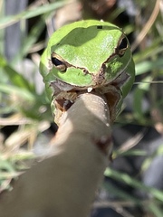 Hyla savignyi