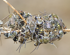 Lipotriches flavoviridis