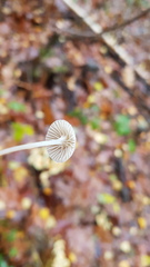 Mycena cinerella