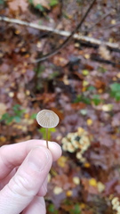 Mycena cinerella