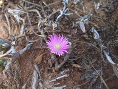 Trichodiadema orientale