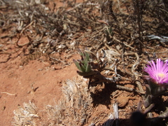 Trichodiadema orientale