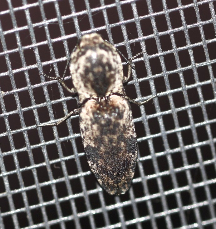 Cryptalaus pumilus