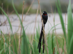 Red-Collared Widowbird photo 5