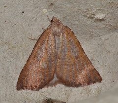 Amelora arotraea