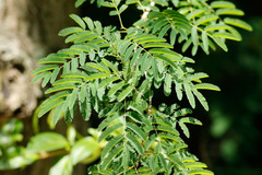 Senegalia bonariensis