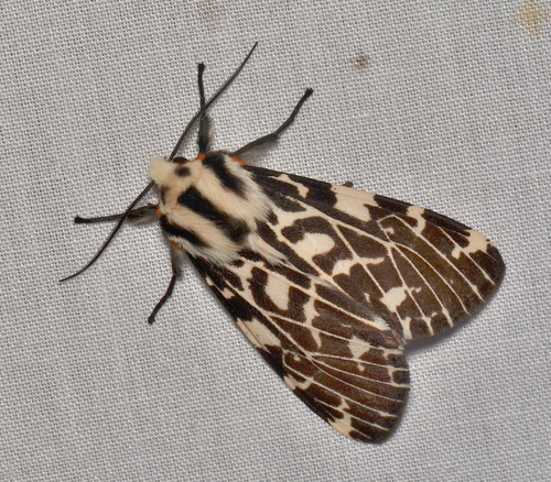 black-and-white tiger moth