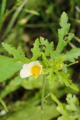 Modiolastrum lateritum