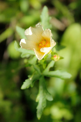 Modiolastrum lateritum