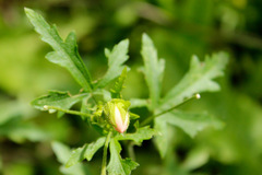 Modiolastrum lateritum