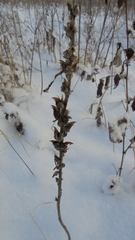Pedicularis uralensis