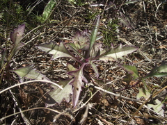 Senecio crassiusculus