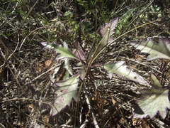 Senecio crassiusculus
