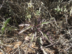 Senecio crassiusculus