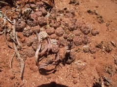 Euphorbia globosa