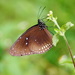 Blue-spotted Crow Butterfly - Photo (c) sunnetchan, some rights reserved (CC BY-NC-SA), uploaded by sunnetchan
