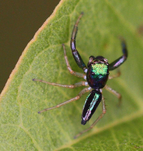 Echinussa