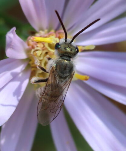 Sweat Bee photo 4