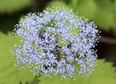 Hydrangea hirta