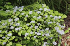 Hydrangea hirta