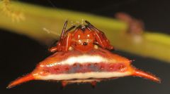 Gasteracantha versicolor