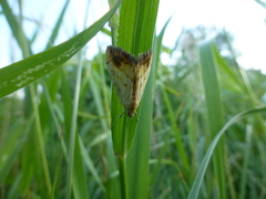 Evergestis extimalis