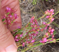 Erica palliiflora