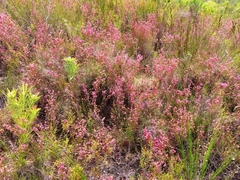 Erica palliiflora