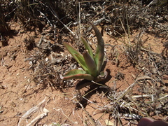Crassula capitella capitella