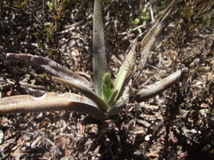 Crassula capitella capitella