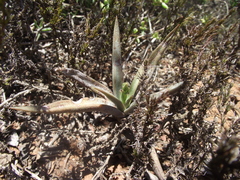 Crassula capitella capitella