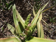 Crassula capitella capitella