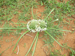 Albuca seineri