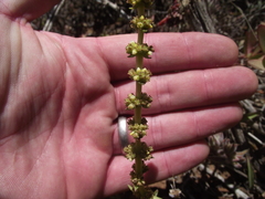 Crassula capitella capitella