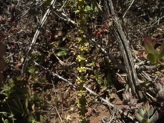 Crassula capitella capitella