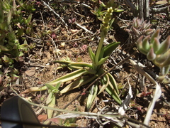 Crassula capitella capitella