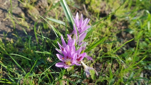 Colchicum cupanii
