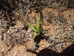 Crassula capitella capitella