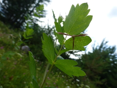 Stenoptilia pterodactyla