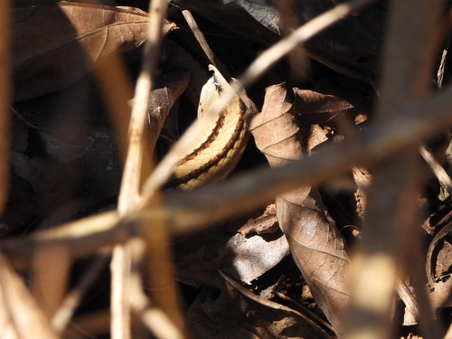 Four-striped Snake