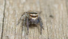 Euryattus bleekeri