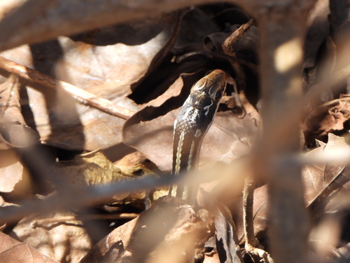 Four-striped Snake