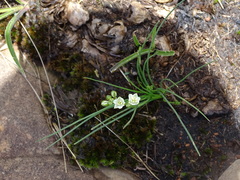 Ornithogalum juncifolium